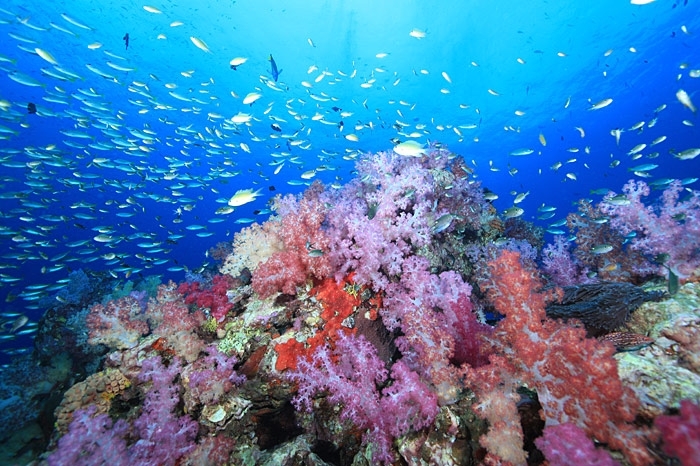 หมู่เกาะสิมิลัน