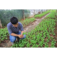 Vegetable garden