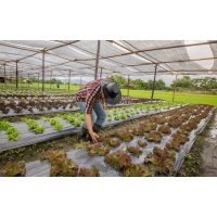 Vegetable garden