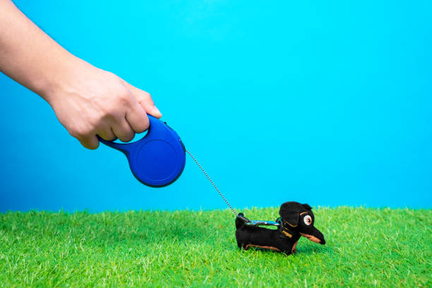 Istockphoto 1295133017 612x612