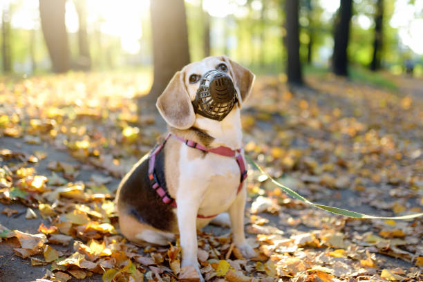 Istockphoto 2152648652 612x612
